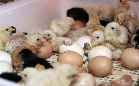 Как вывести цыплят в инкубаторе в домашних условиях
