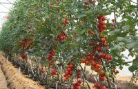 Как остановить рост индетерминантных томатов — формируем куст для обильного урожая