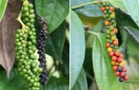 Как растет черный перец: описание растения и особенности выращивания