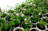Когда сеять на рассаду бакопу — тонкости выращивания ампельного цветка