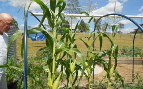 Особенности выращивания кукурузы