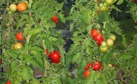 Сорта помидоров для Ленинградской области