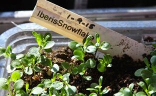 Выращивание рассады ибериса: приближаем цветение очаровательного и ароматного растения