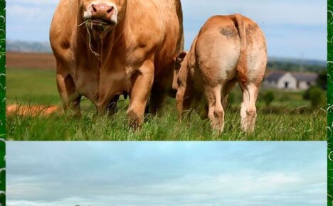 Лучшие мясные породы коров: топ-10 с описанием