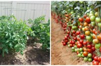 Как узнать о сорте по виду растения — что такое детерминантный помидор