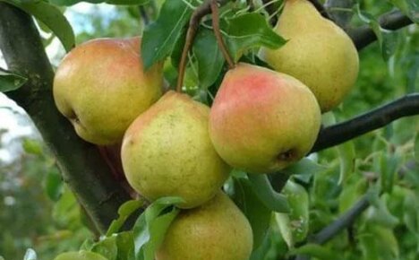 Сорт груши Осенняя Яковлева украсит ваш сад и порадует вкусными плодами