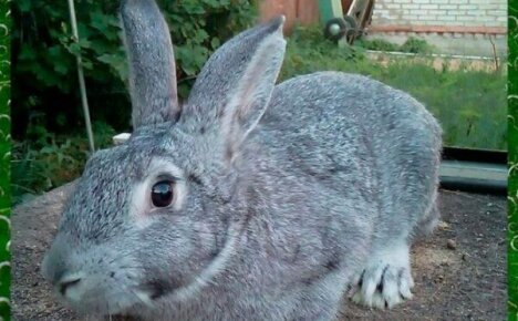 Успешное разведение кроликов породы Советская шиншилла