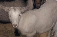 Нельзя медлить ни минуты — пропала жвачка у козы, что делать, чтобы спасти животное от гибели