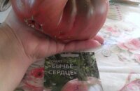 Когда сажать томат Бычье сердце и что в нем особенного