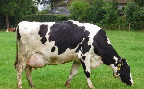 Как лечить корову, если обнаружен мастит?