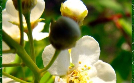 Как защитить свой сад от яблоневого цветоеда долгоносика