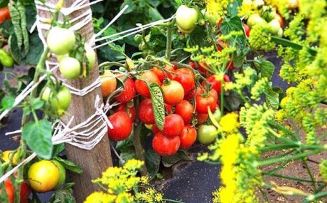 Растет на грядке томат Дубрава Дубок