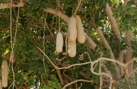 Чудеса природы — колбасное дерево, фото и описание