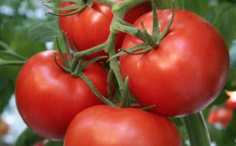 Агротехника выращивания томата Верлиока для теплицы и открытого грунта