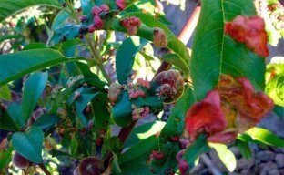 Профилактика курчавости листьев персика