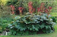 Ревень дланевидный — полезный и декоративный многолетник для вашего сада