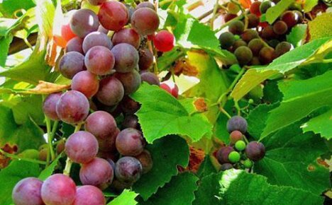 Чем  и как лечить болезни винограда?