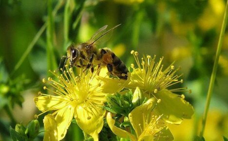 10 советов, как привлечь пчел на свой приусадебный участок, если вы не занимаетесь пчеловодством