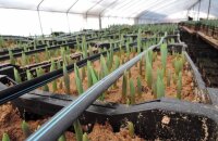 Сколько растет тюльпан в теплице — выгоняем луковичные к праздникам