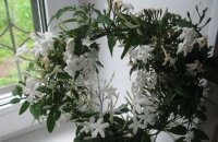 Особенности ухода за самым ароматным комнатным растением — жасмином