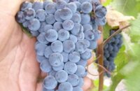 Чем уникален старинный донской сорт — виноград Красностоп Золотовский