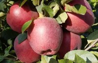 Фрукты, которые могут храниться до лета — яблоня Рихард, описание сорта