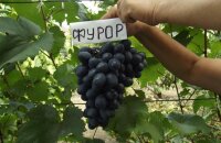Лидер столовых сортов — виноград Фурор, описание сорта, фото