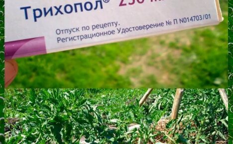 Применение Трихопола для растений – польза лекарства для сада и огорода