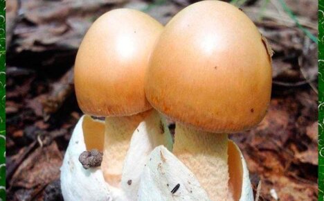 Съедобные родственники мухоморов – грибы толкачики