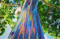 Самое яркое дерево в природе — радужный эвкалипт