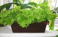Как вырастить салат в квартире и обеспечить семью витаминами на всю зиму