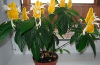 Цветок со свечами пахистахис — уход в домашних условиях за теплолюбивым экзотом