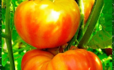 Как вырастить на грядке сорт томатов Загадка