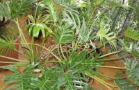 Филодендрон Элеганс — изящная лиана для «домашних джунглей»