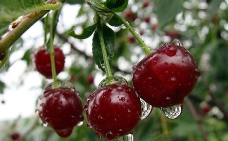 Изучаем особенности вишни сорта Жуковская по описанию и фото