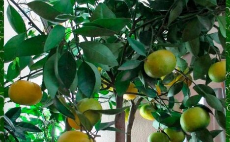 Как вырастить грейпфрутовое дерево в домашних условиях