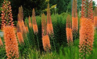 Эремурус — многолетний цветок для выращивания на даче