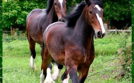 Порода лошадей Шайр — хорошего коня должно быть много