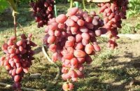 Самый лучший неукрывной виноград для Подмосковья — сорта с высокой зимостойкостью