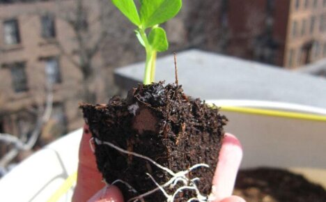 Как размножить боярышник: эффективные способы вырастить кустарник с полезными ягодами без финансовых затрат