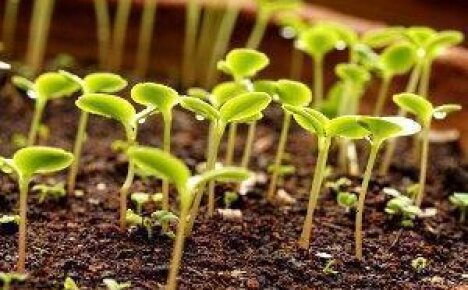 Удобрения для рассады овощей — виды и рекомендации внесения