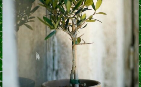 Как вырастить оливковое дерево из косточки для стильного интерьера