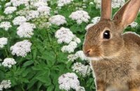 Можно ли давать кроликам сныть и в чем польза этой травы