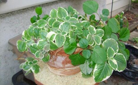 Изучаем полезные и вредные свойства плектрантуса – ароматного комнатного растения
