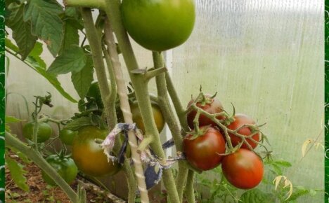 Посадите на своих грядках необычные черные помидоры Кумато
