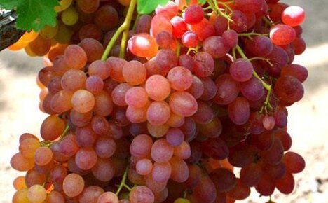 Описание и фото сорта винограда Велес