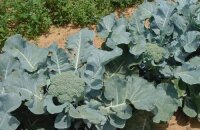 Как вырастить брокколи рассадным и безрассадным способом