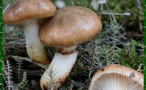 Если вы нашли гриб мокруха, немедленно кладите его в корзину