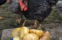 Как разнообразить рацион птицы — можно ли курам давать сырую картошку