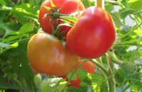 Действительно ли может расти «сам по себе» сорт томата Демидов — низкорослый и урожайный «сибиряк»